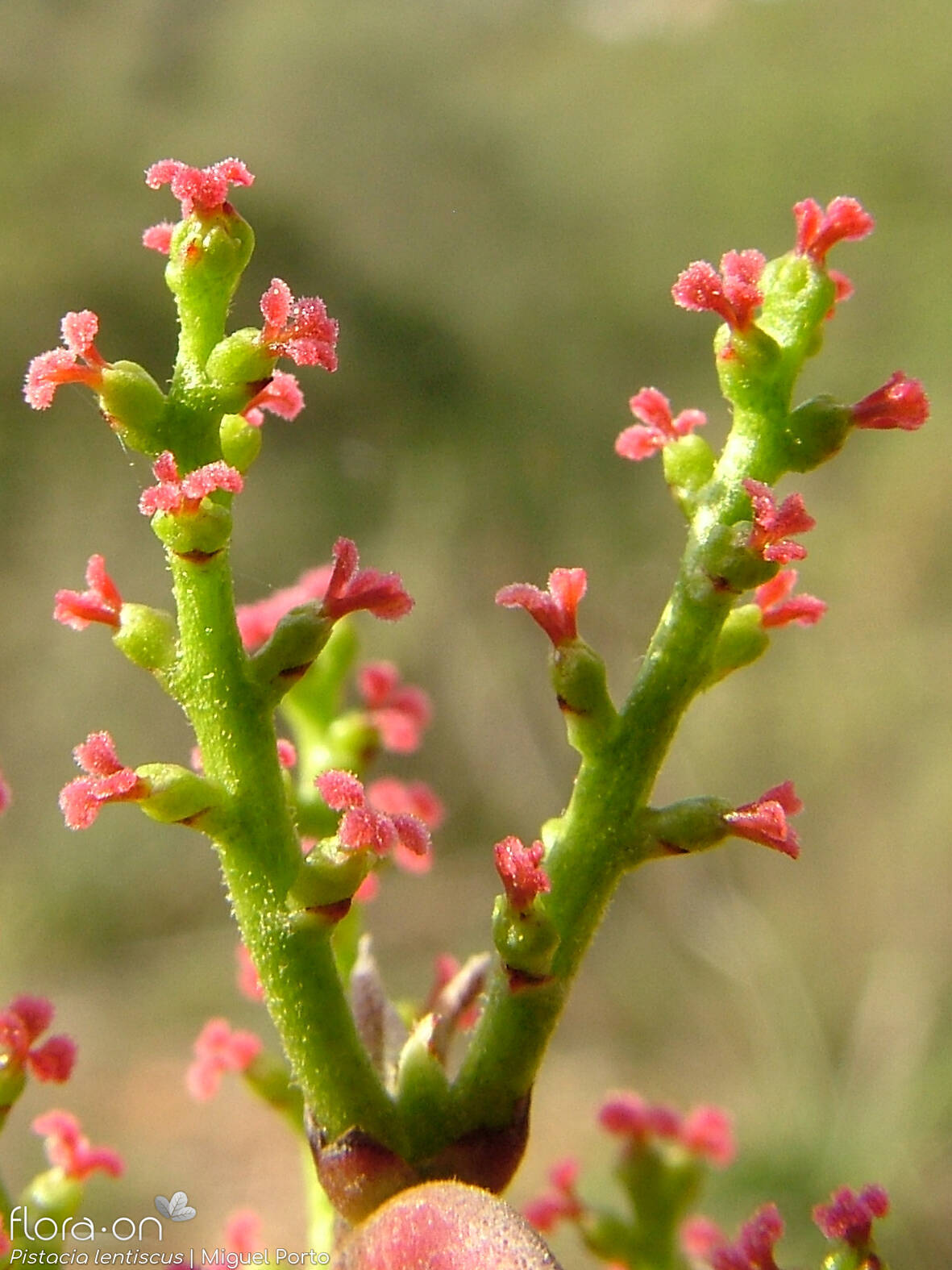 Pistacia lentiscus - Flor (geral) | Miguel Porto; CC BY-NC 4.0