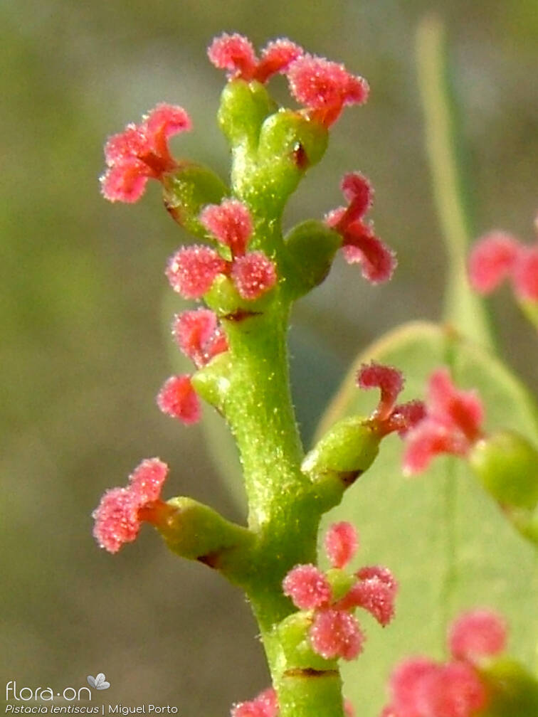 Pistacia lentiscus - Flor (close-up) | Miguel Porto; CC BY-NC 4.0
