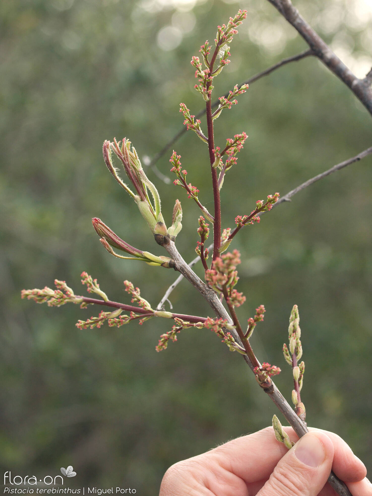 Pistacia terebinthus - Flor (geral) | Miguel Porto; CC BY-NC 4.0