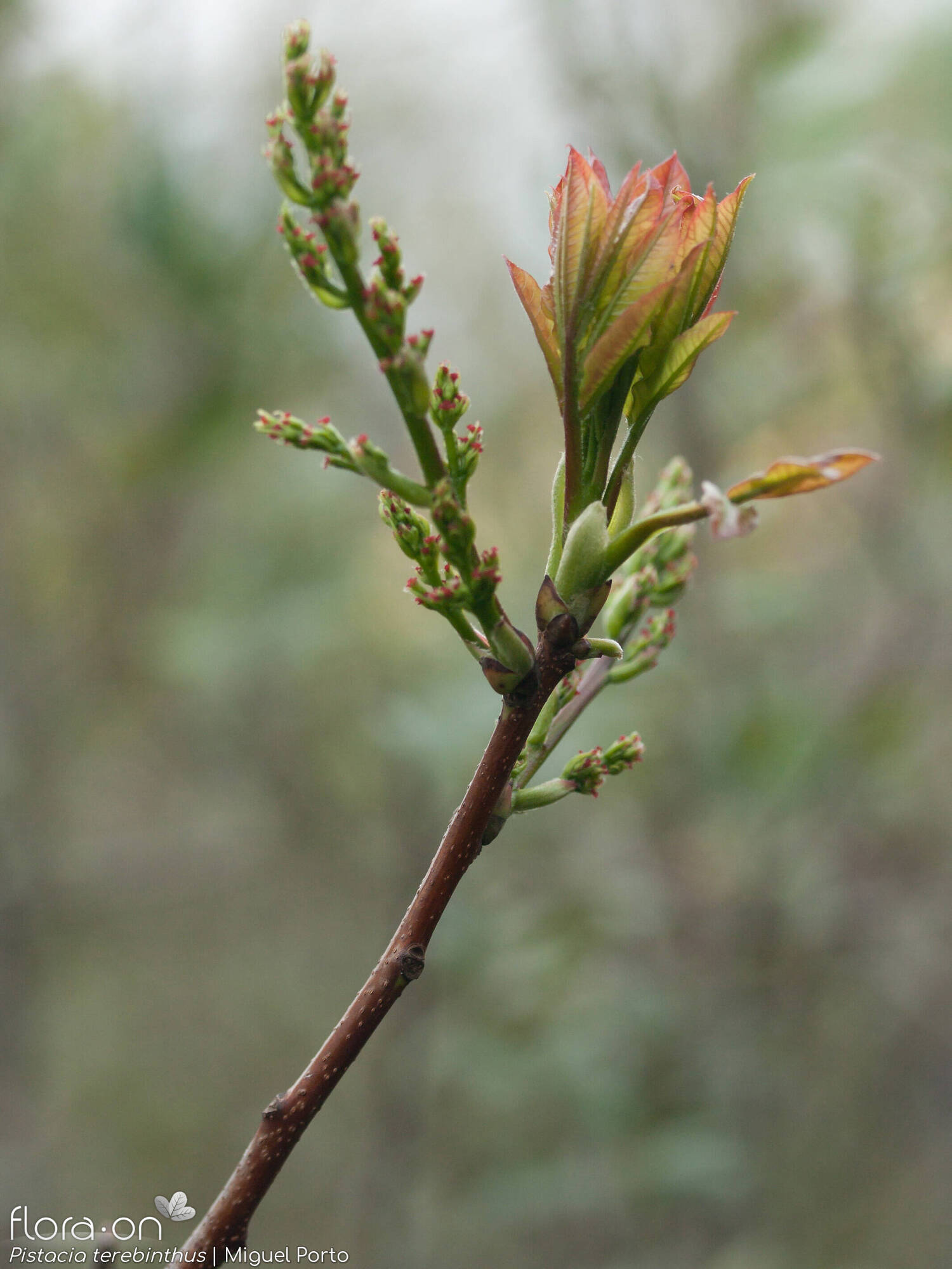 Pistacia terebinthus - Flor (geral) | Miguel Porto; CC BY-NC 4.0