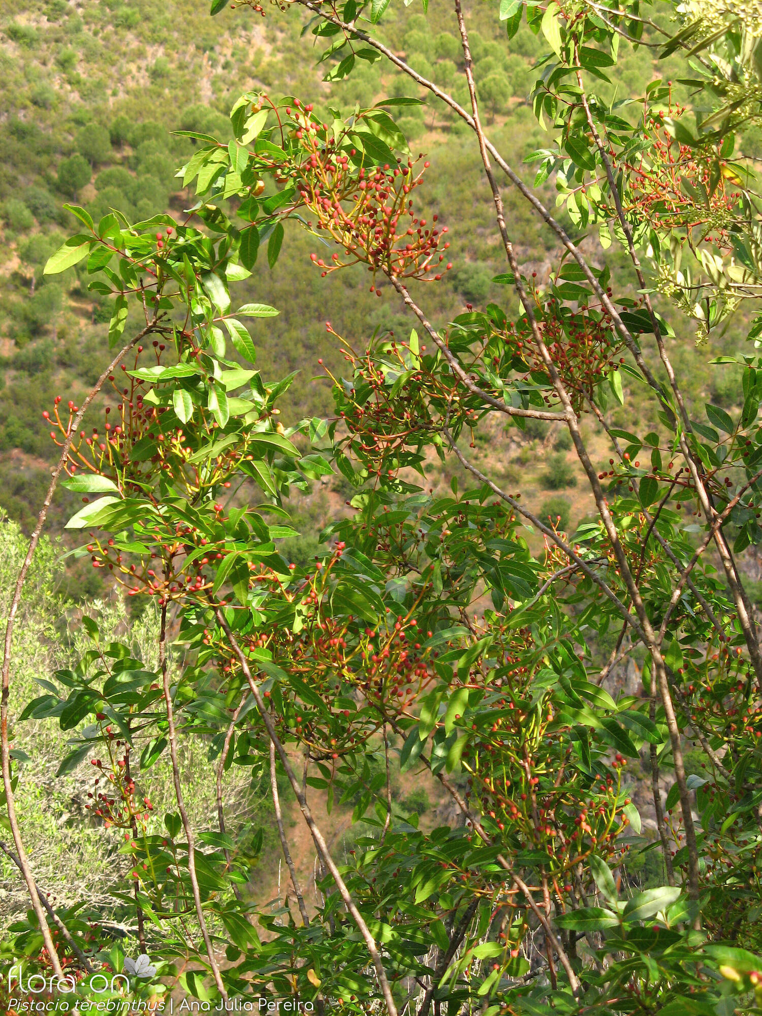 Pistacia terebinthus - Hábito | Ana Júlia Pereira; CC BY-NC 4.0