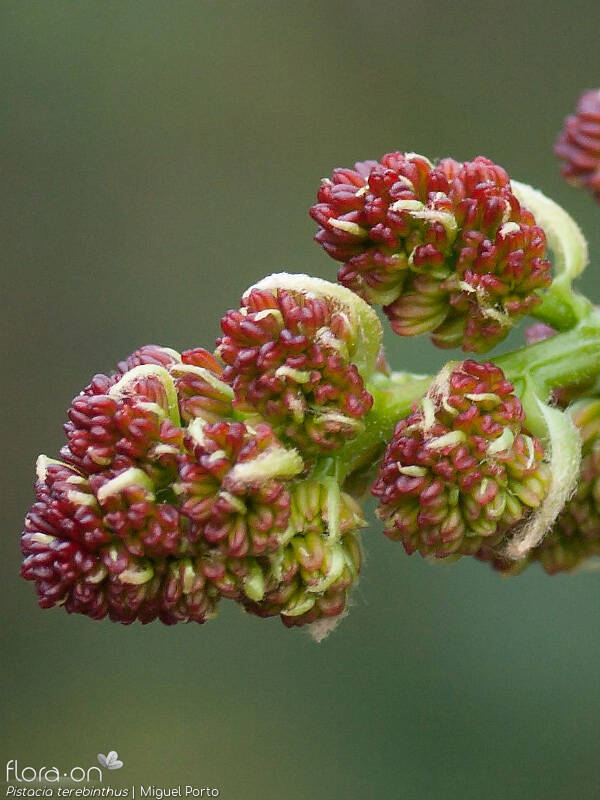 Pistacia terebinthus - Flor (close-up) | Miguel Porto; CC BY-NC 4.0
