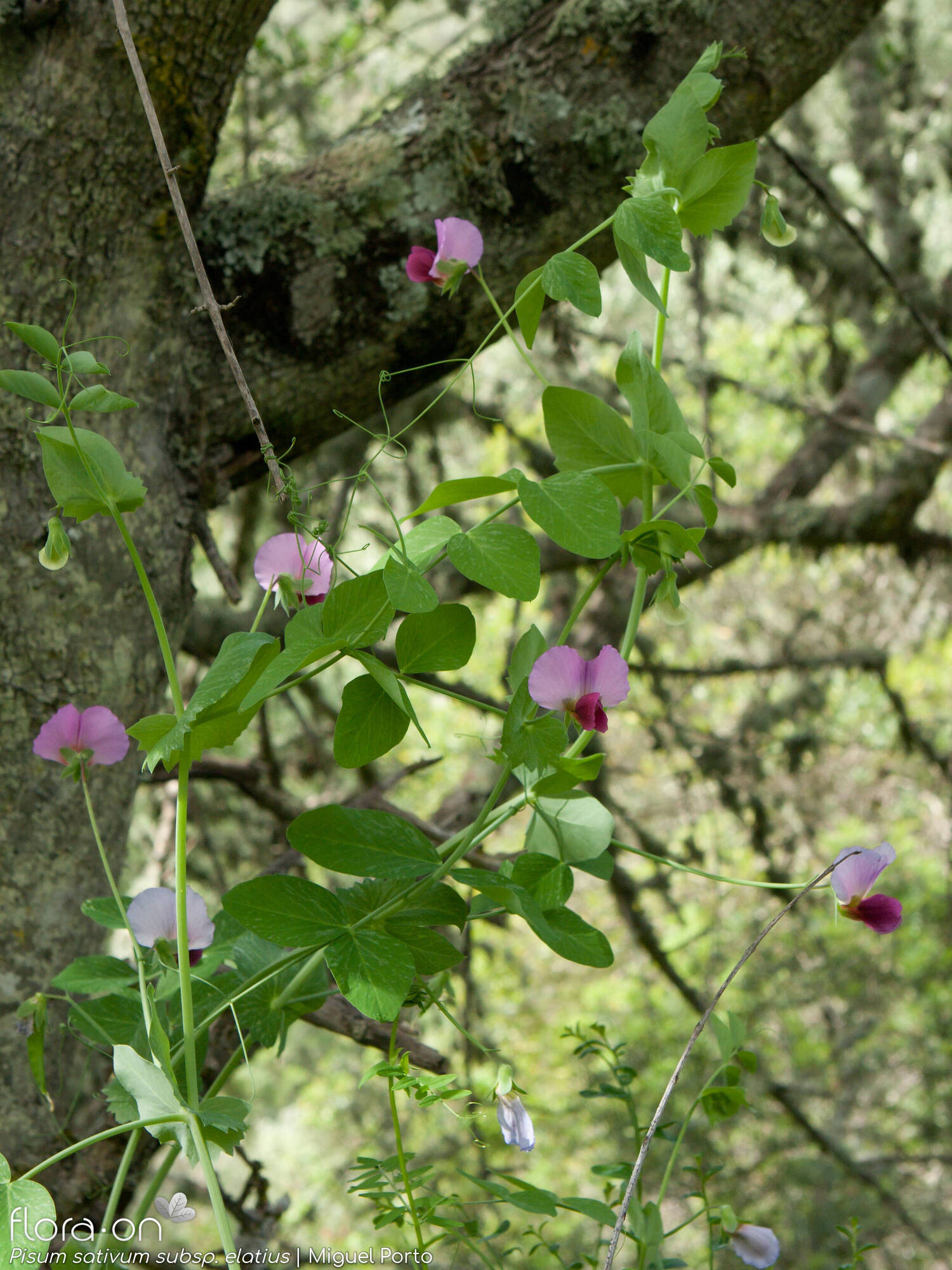 Pisum sativum - Hábito | Miguel Porto; CC BY-NC 4.0