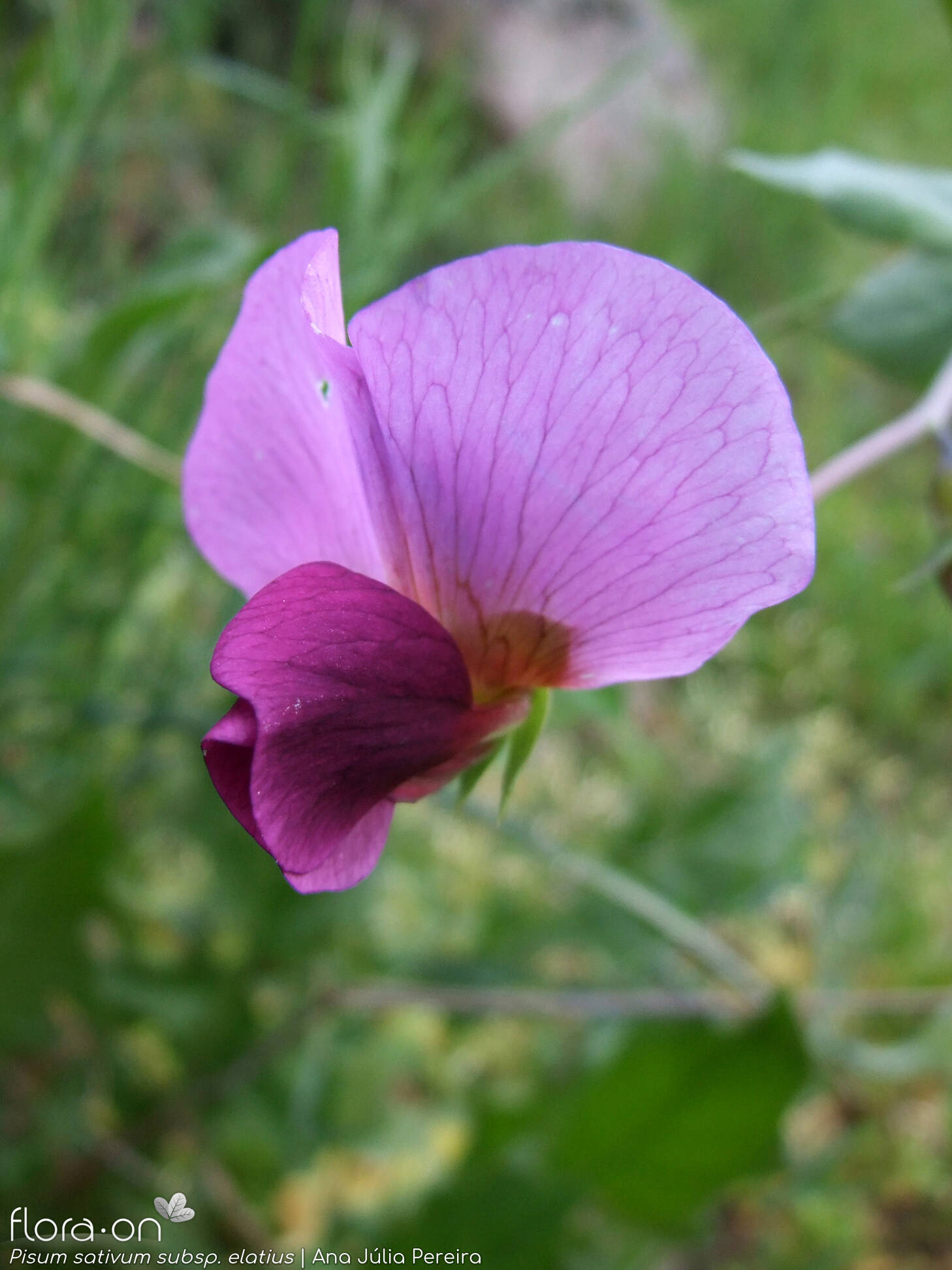 Pisum sativum - Flor (close-up) | Ana Júlia Pereira; CC BY-NC 4.0