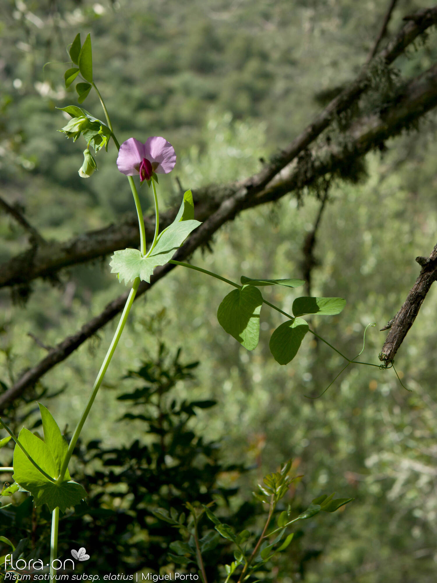 Pisum sativum - Hábito | Miguel Porto; CC BY-NC 4.0