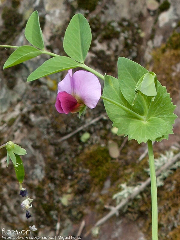 Pisum sativum - Flor (geral) | Miguel Porto; CC BY-NC 4.0