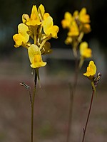 Plantaginaceae