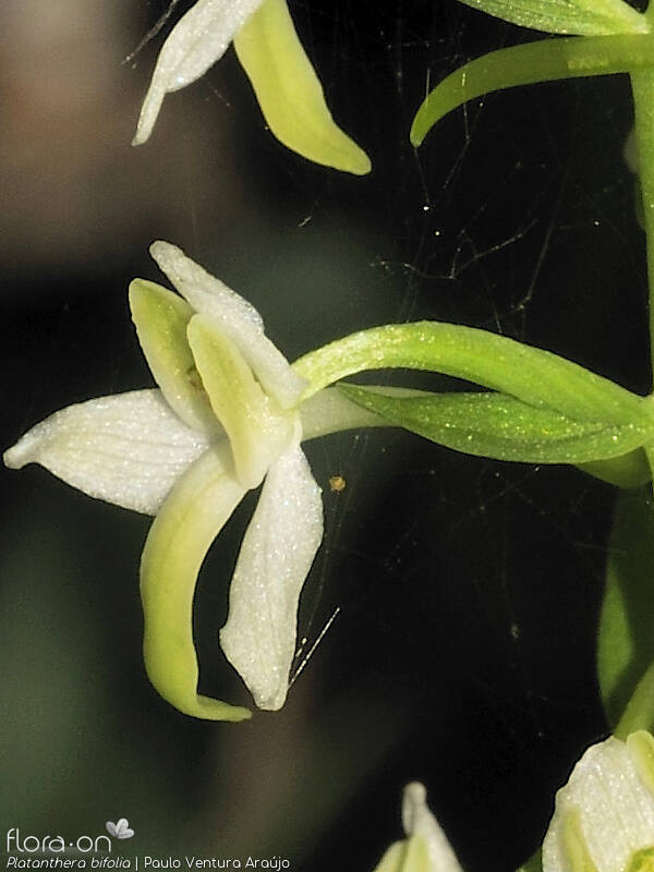 Platanthera bifolia - Flor (close-up) | Paulo Ventura Araújo; CC BY-NC 4.0