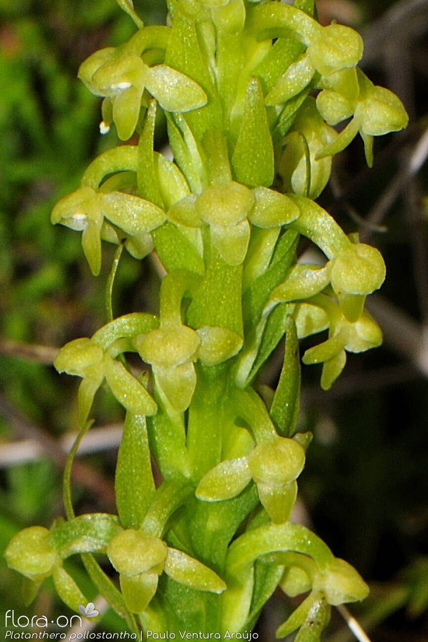 Platanthera pollostantha | Flora-On
