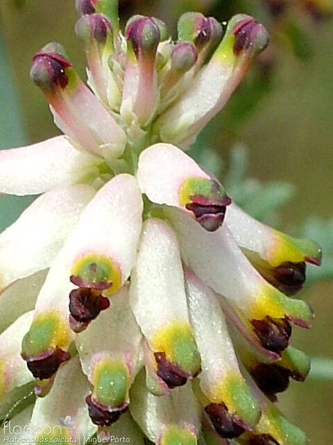 Platycapnos spicata - Flor (close-up) | Miguel Porto; CC BY-NC 4.0