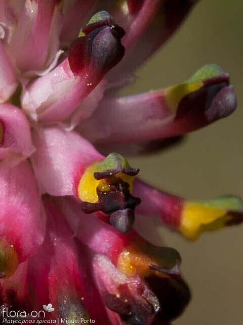 Platycapnos spicata - Flor (close-up) | Miguel Porto; CC BY-NC 4.0