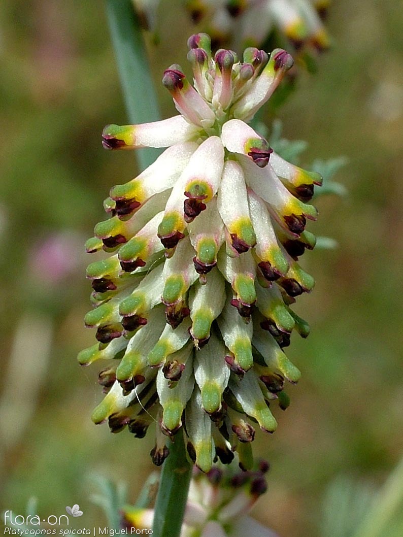 Platycapnos spicata - Flor (geral) | Miguel Porto; CC BY-NC 4.0