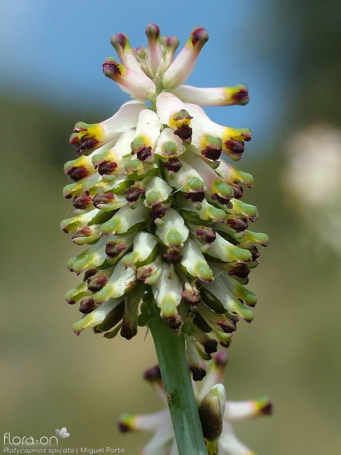 Platycapnos spicata - Flor (geral) | Miguel Porto; CC BY-NC 4.0