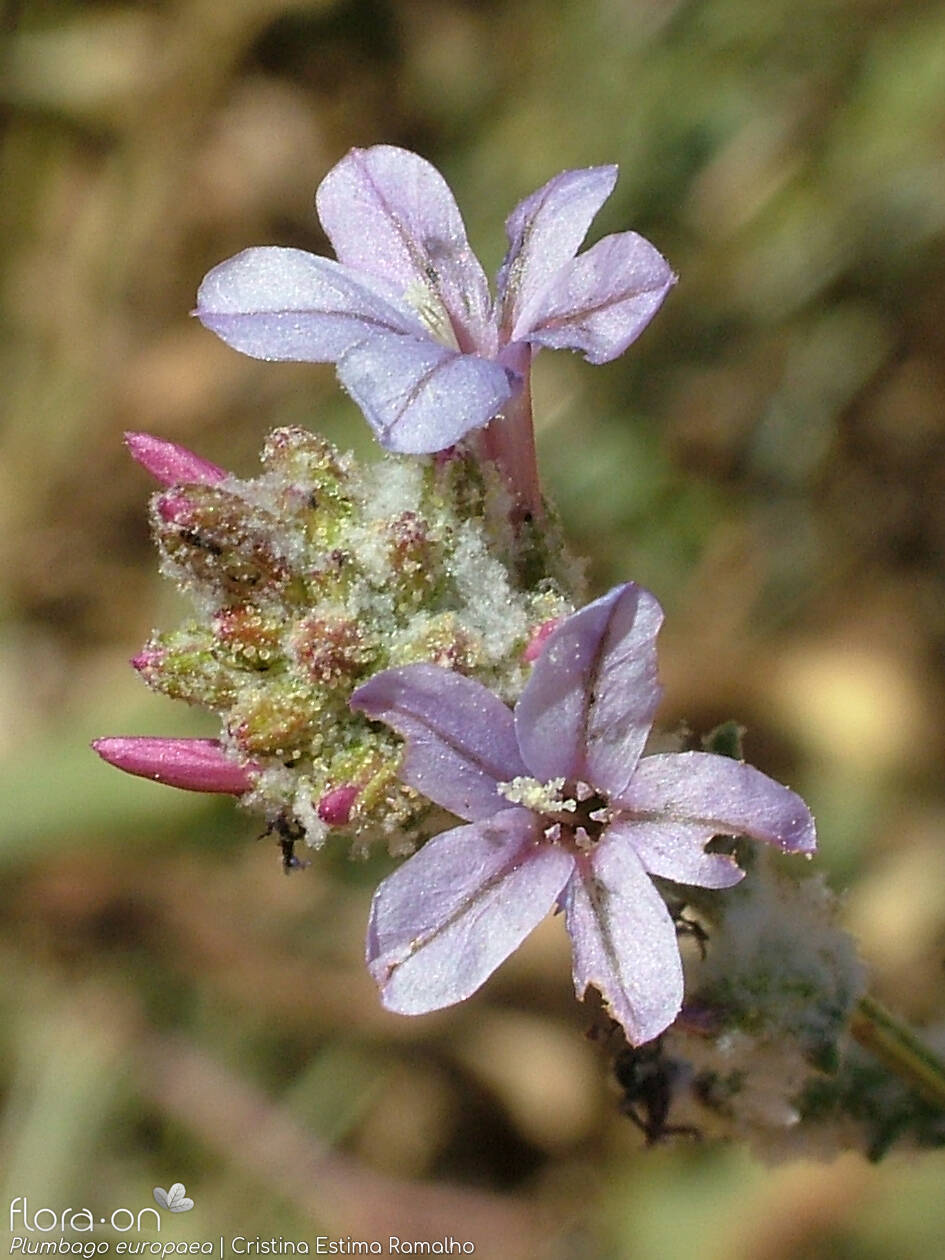 Plumbago europaea