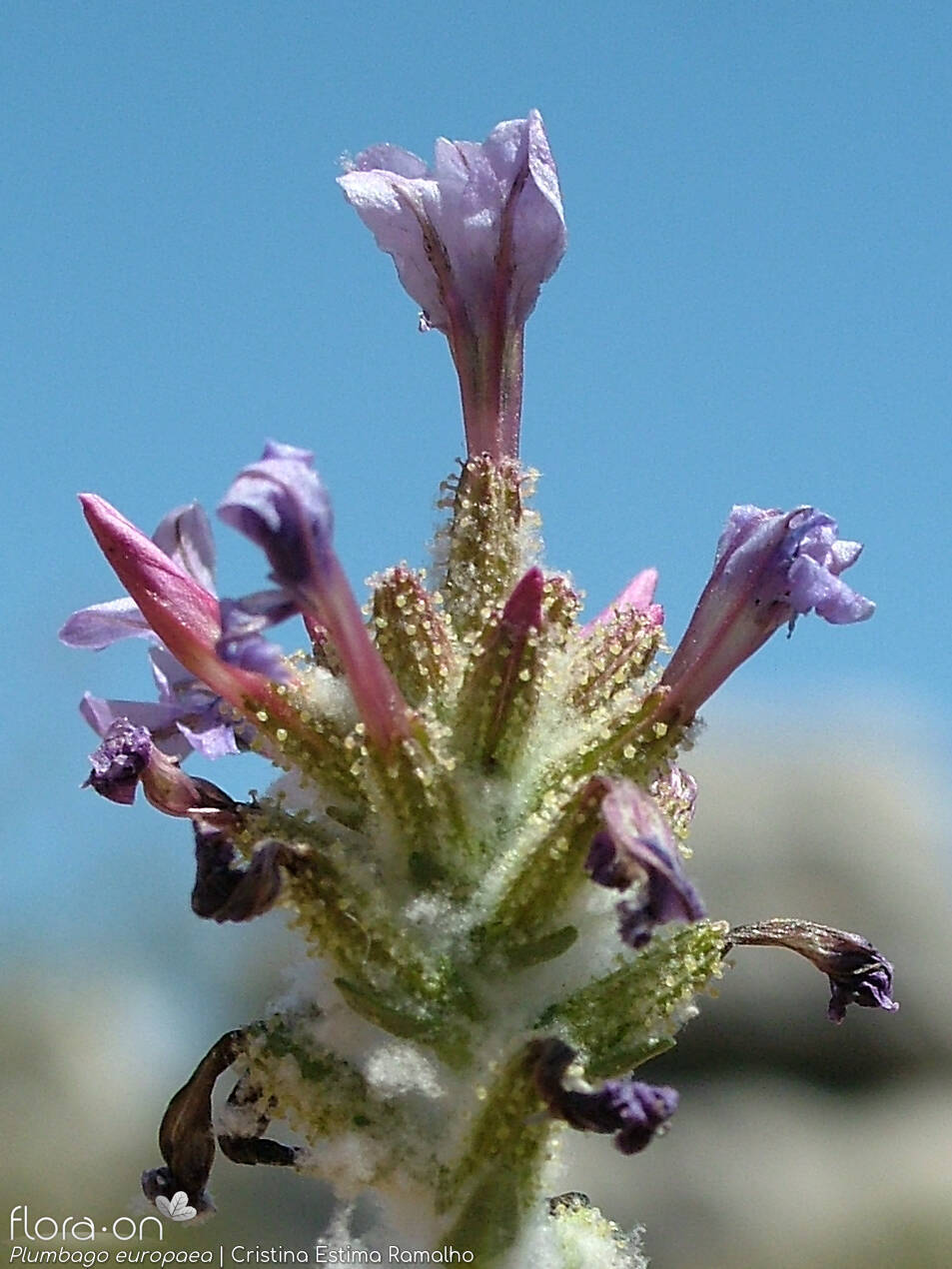 Plumbago europaea - Flor (close-up) | Cristina Estima Ramalho; CC BY-NC 4.0