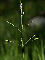 Poaceae