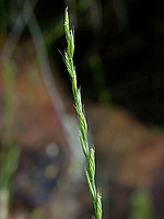 Poaceae