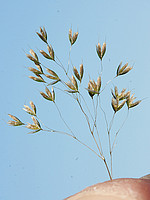 Poaceae