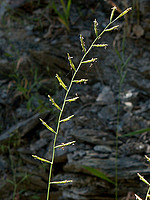 Poaceae