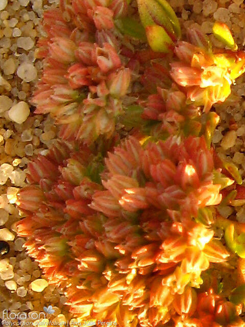 Polycarpon alsinifolium - Flor (close-up) | Ana Júlia Pereira; CC BY-NC 4.0
