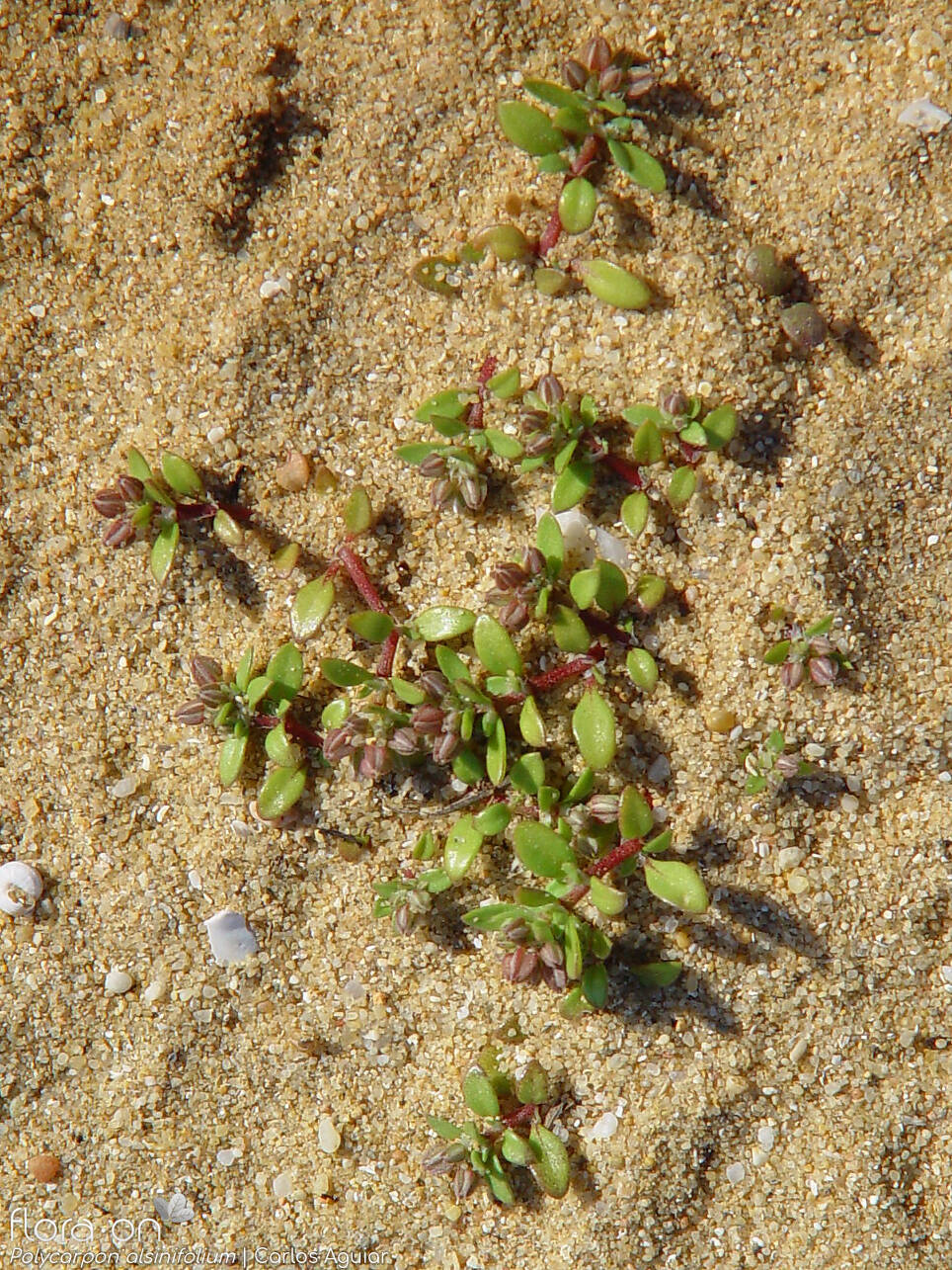 Polycarpon alsinifolium - Hábito | Carlos Aguiar; CC BY-NC 4.0
