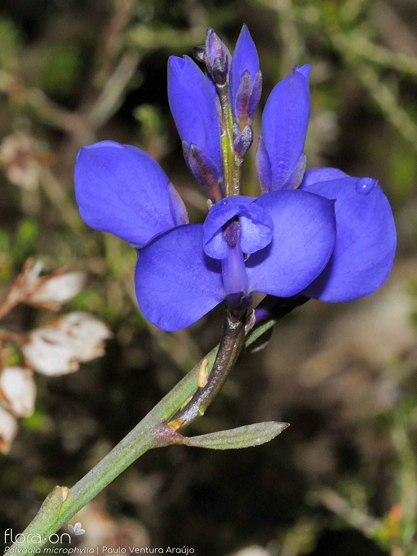 Polygala microphylla - Flor (close-up) | Paulo Ventura Araújo; CC BY-NC 4.0