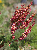 Polygonaceae