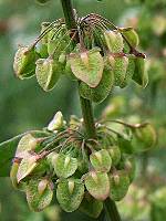 Polygonaceae