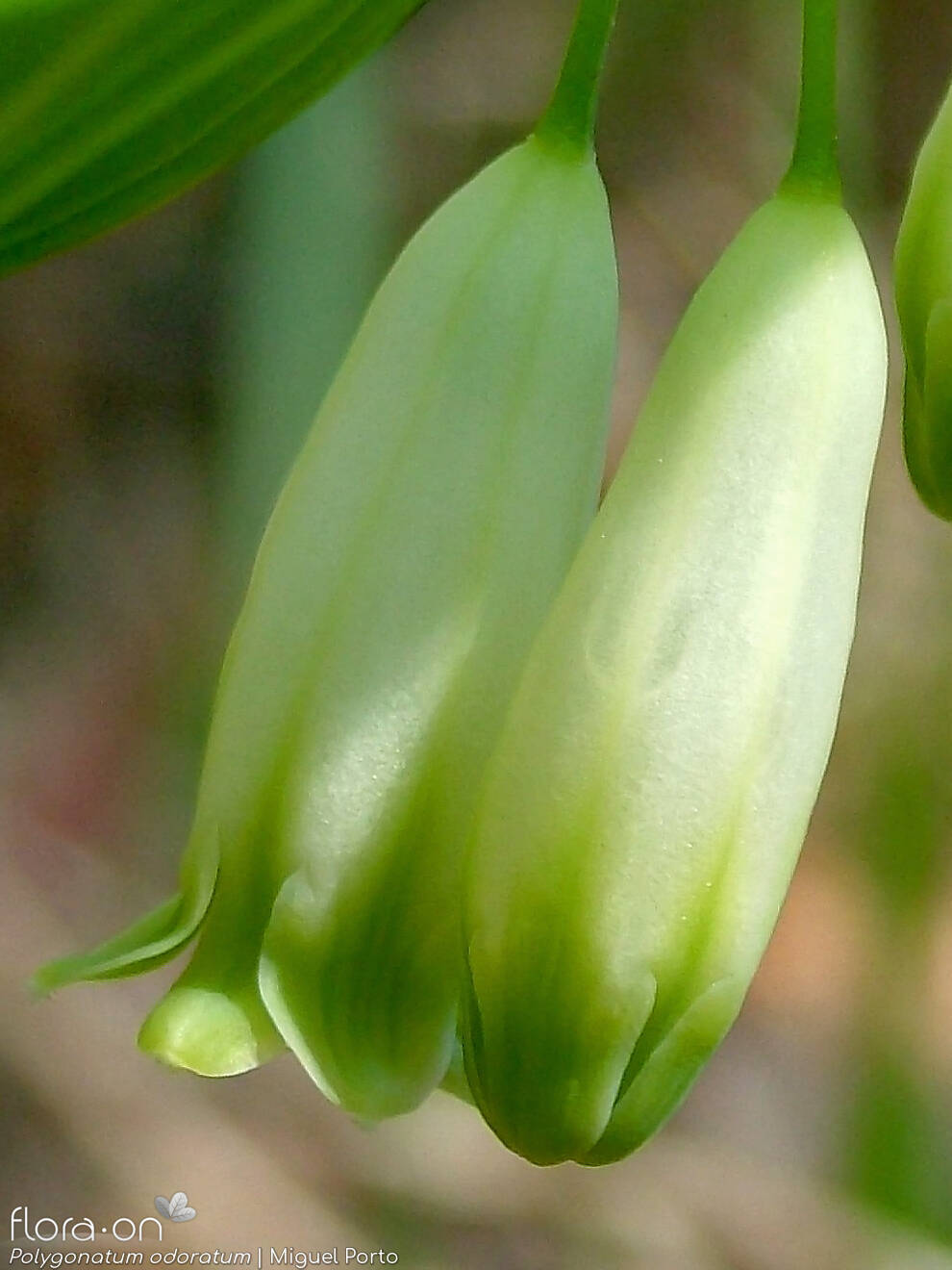 Polygonatum odoratum - Flor (close-up) | Miguel Porto; CC BY-NC 4.0