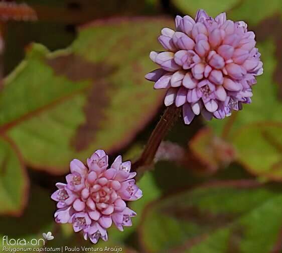 Polygonum capitatum - Flor (close-up) | Paulo Ventura Araújo; CC BY-NC 4.0
