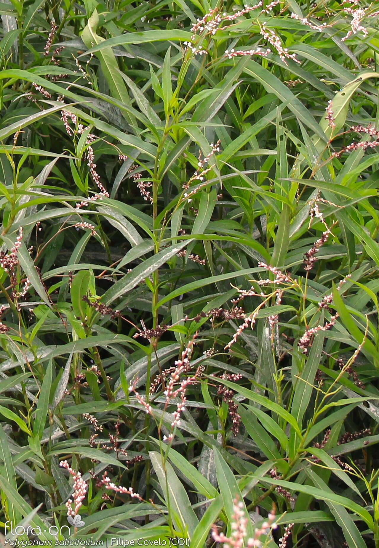 Polygonum salicifolium - Folha (geral) | Filipe Covelo; CC BY-NC 4.0