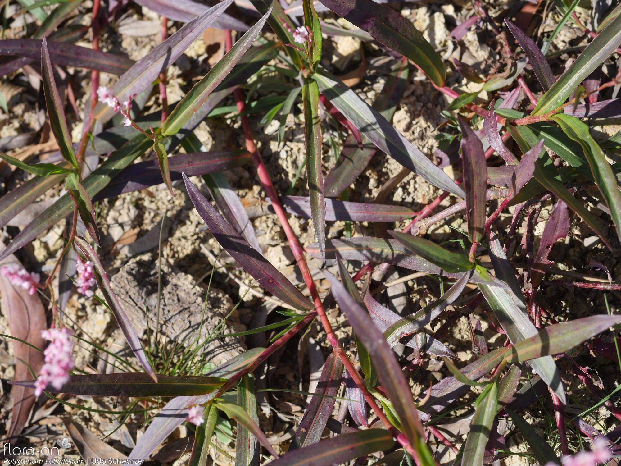 Polygonum salicifolium - Folha (geral) | Udo Schwarzer; CC BY-NC 4.0