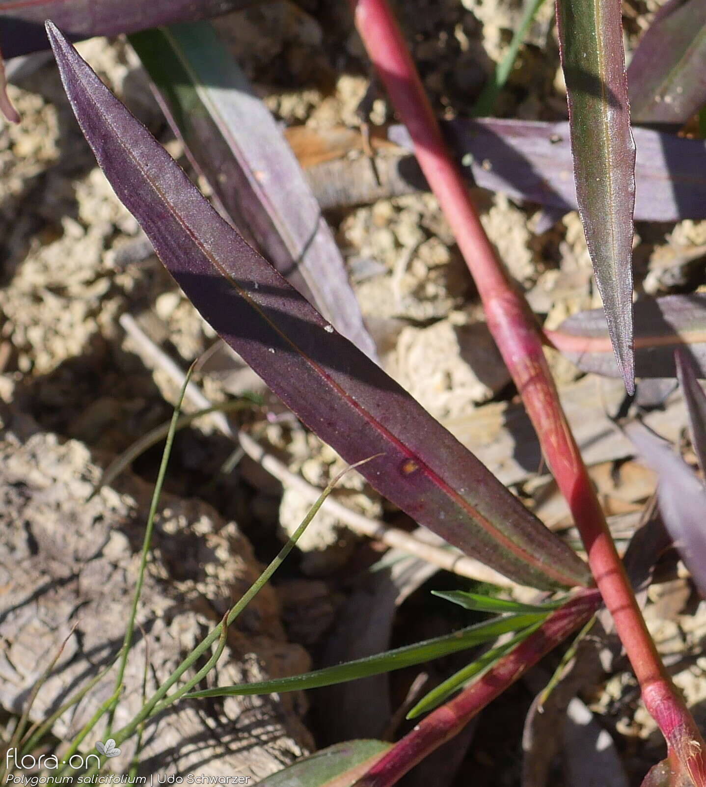 Polygonum salicifolium - Folha | Udo Schwarzer; CC BY-NC 4.0