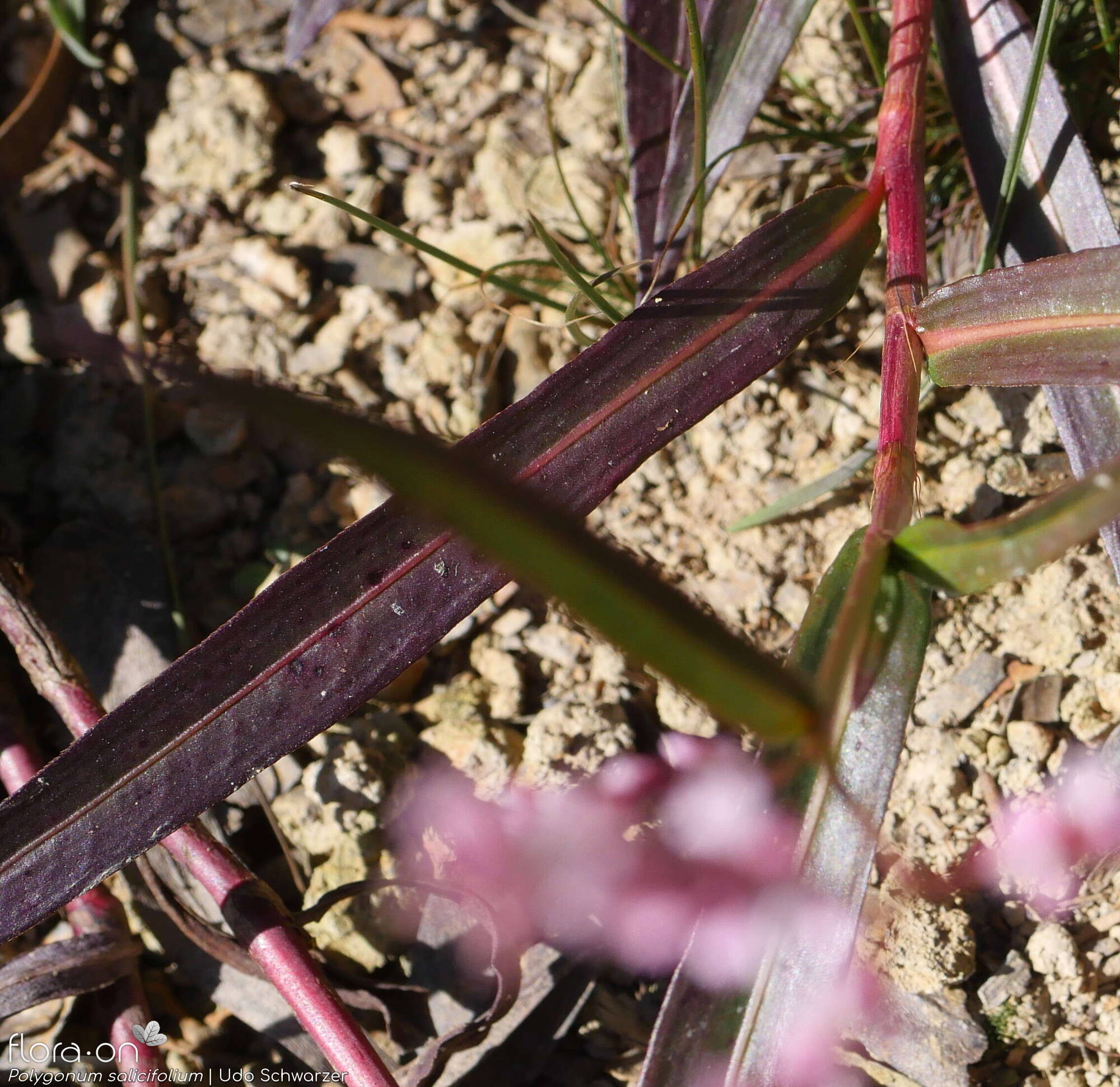 Polygonum salicifolium - Folha | Udo Schwarzer; CC BY-NC 4.0