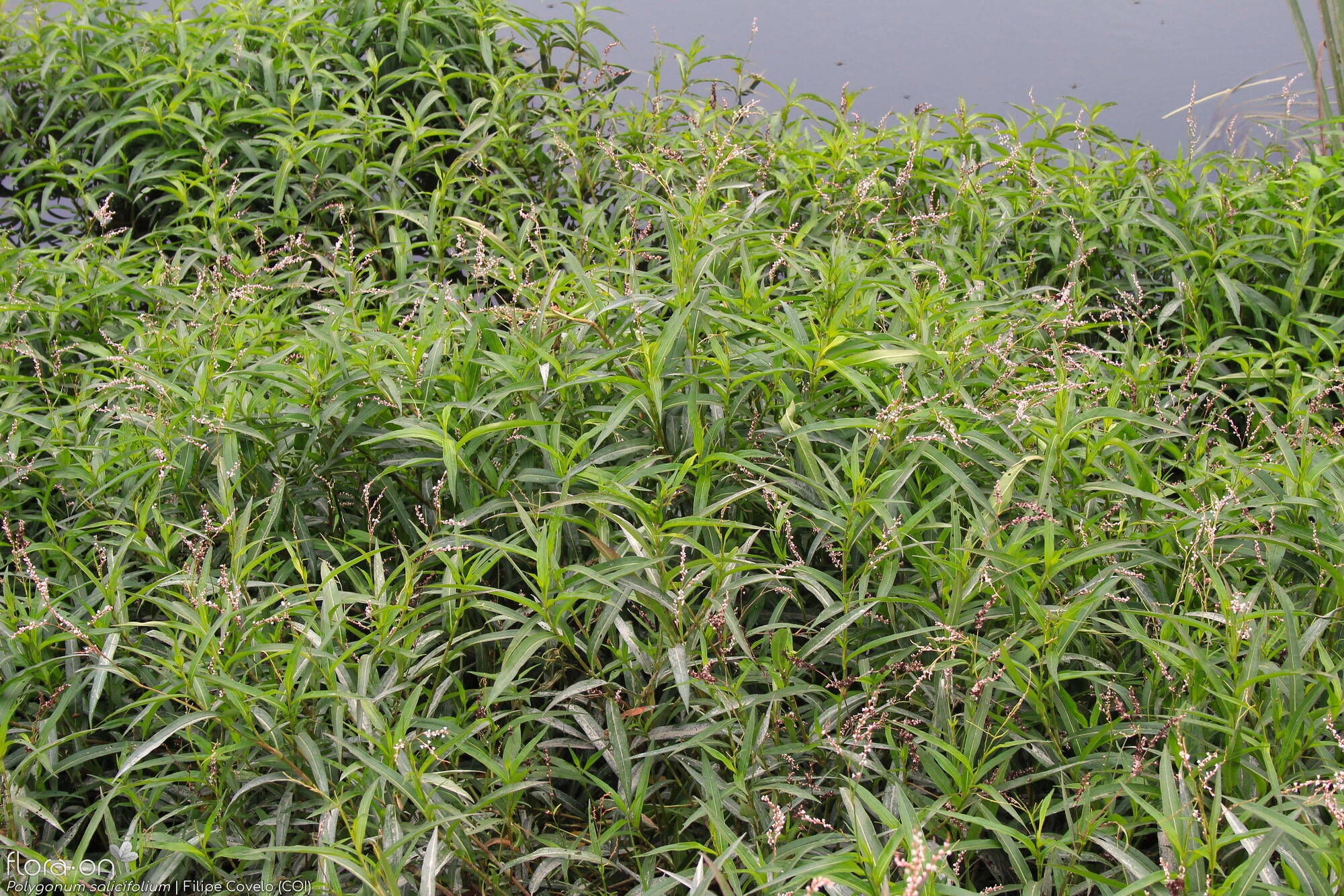 Polygonum salicifolium - Hábito | Filipe Covelo; CC BY-NC 4.0
