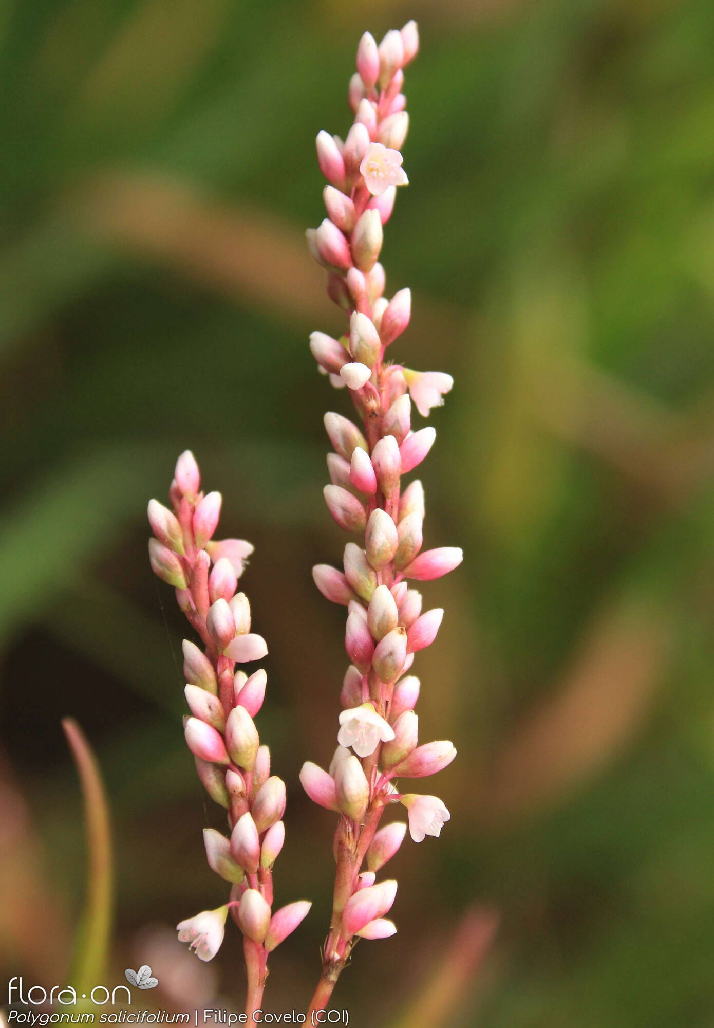 Polygonum salicifolium - Flor (geral) | Filipe Covelo; CC BY-NC 4.0