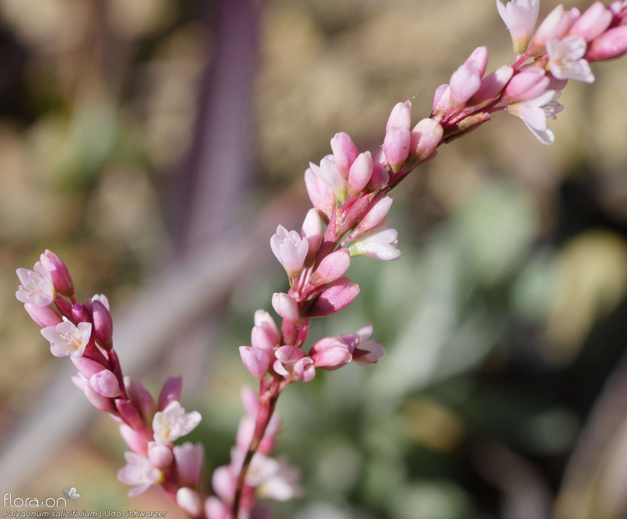 Polygonum salicifolium - Flor (geral) | Udo Schwarzer; CC BY-NC 4.0