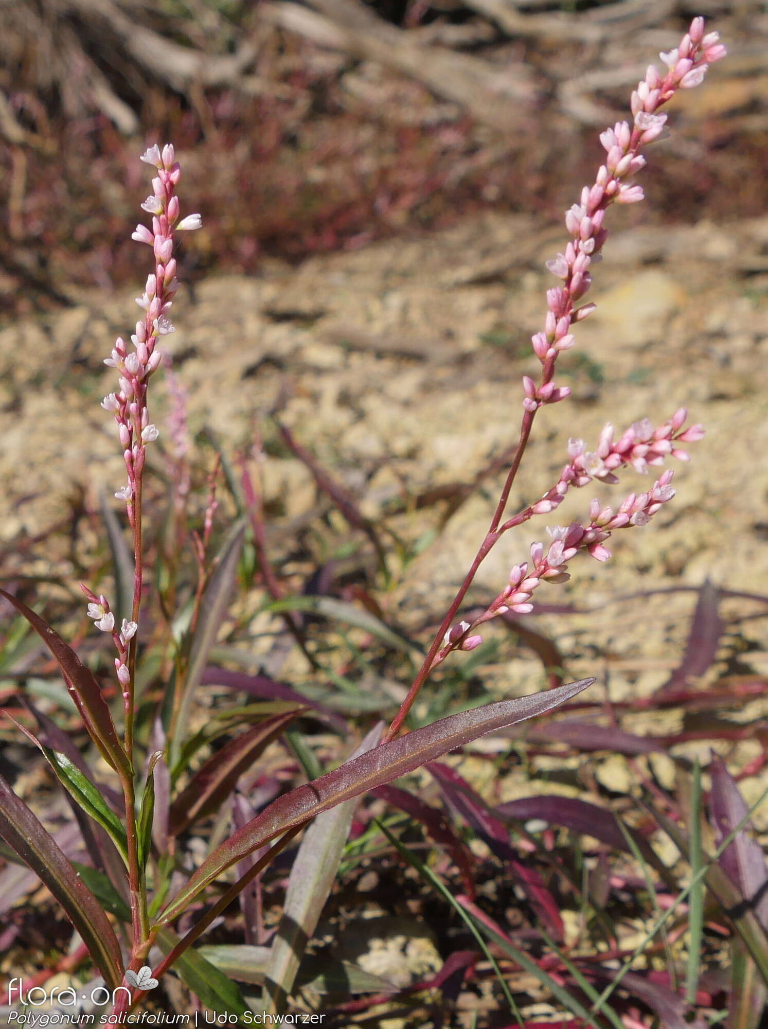 Polygonum salicifolium - Hábito | Udo Schwarzer; CC BY-NC 4.0