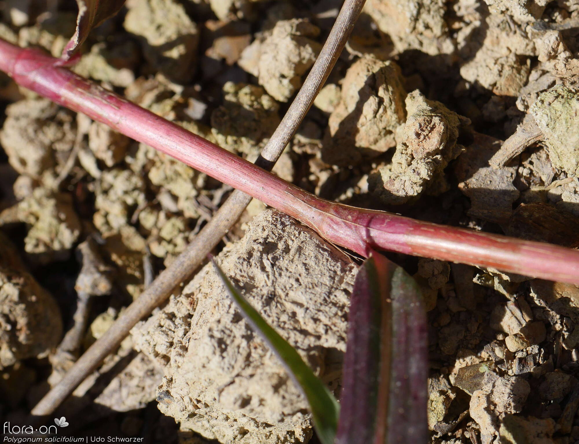 Polygonum salicifolium - Caule | Udo Schwarzer; CC BY-NC 4.0
