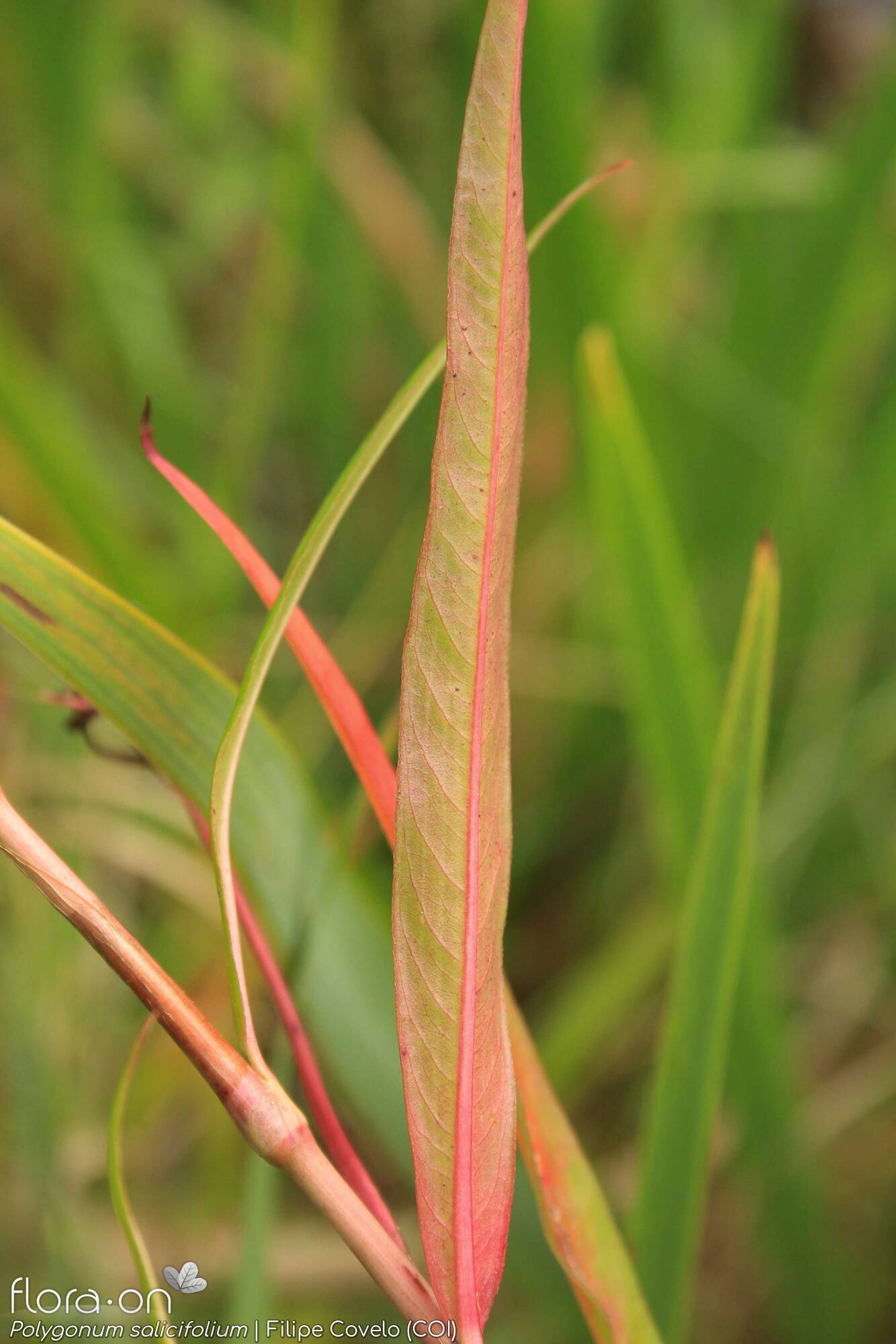 Polygonum salicifolium - Folha | Filipe Covelo; CC BY-NC 4.0