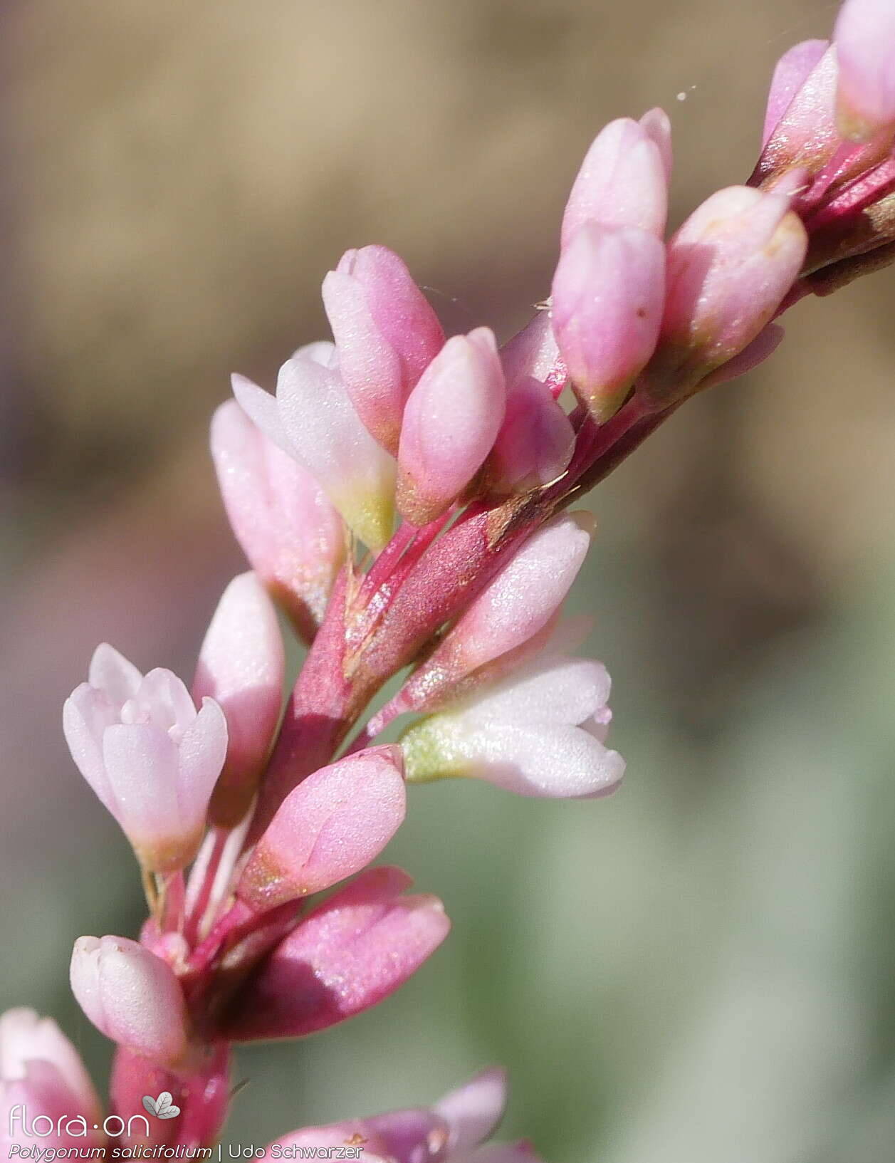 Polygonum salicifolium - Flor (close-up) | Udo Schwarzer; CC BY-NC 4.0