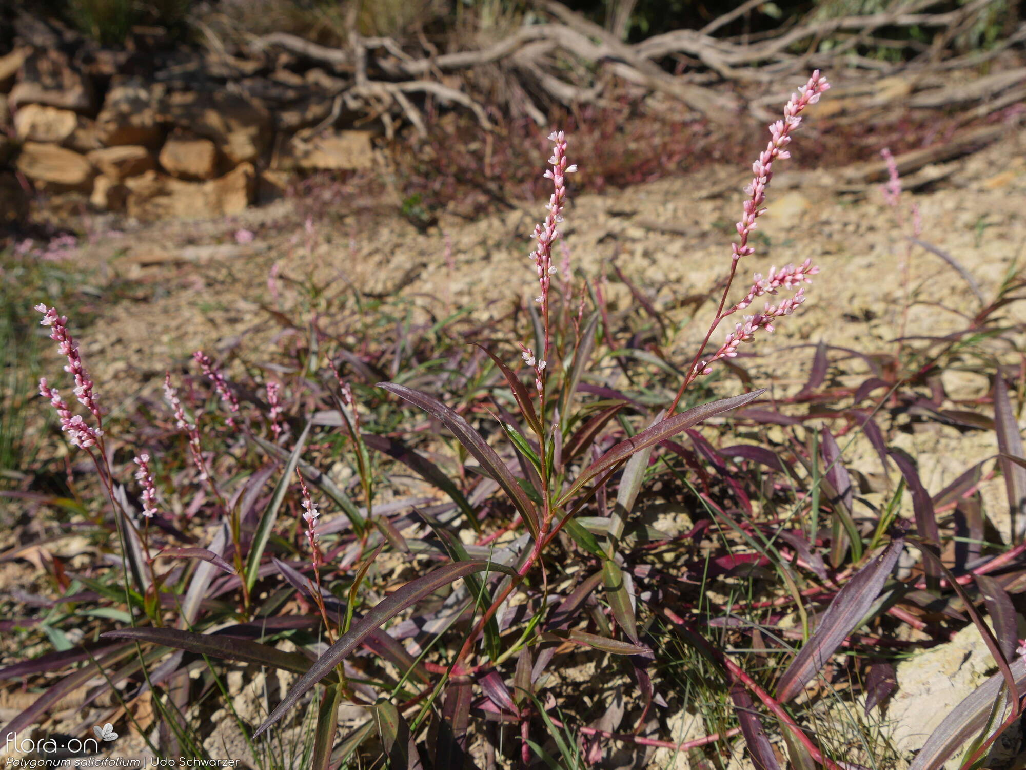 Polygonum salicifolium - Hábito | Udo Schwarzer; CC BY-NC 4.0