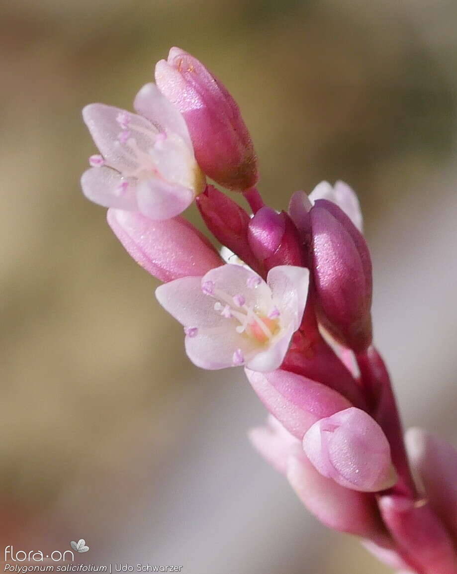 Polygonum salicifolium - Flor (close-up) | Udo Schwarzer; CC BY-NC 4.0