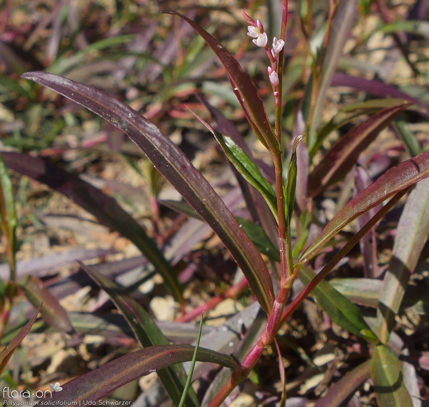 Polygonum salicifolium - Folha | Udo Schwarzer; CC BY-NC 4.0