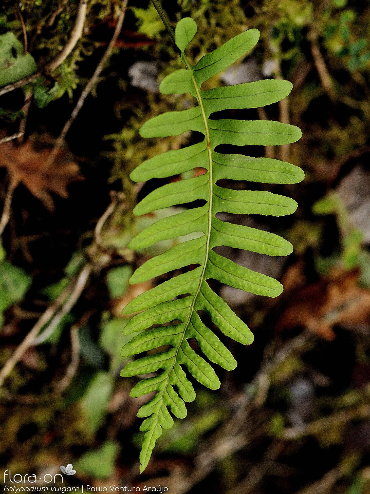 Polypodiaceae