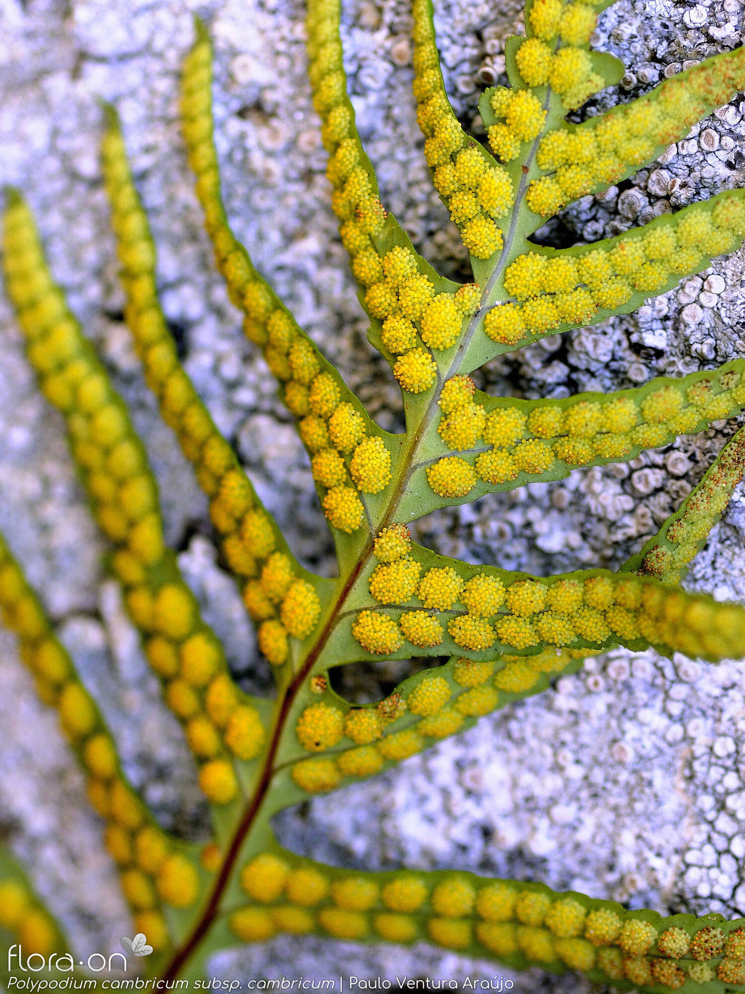 Polypodium cambricum cambricum - Estruturas reprodutoras | Paulo Ventura Araújo; CC BY-NC 4.0