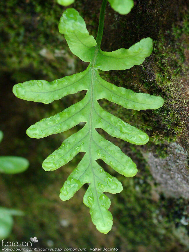 Polypodium cambricum cambricum - Folha | Valter Jacinto; CC BY-NC 4.0
