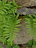 Polypodium macaronesicum