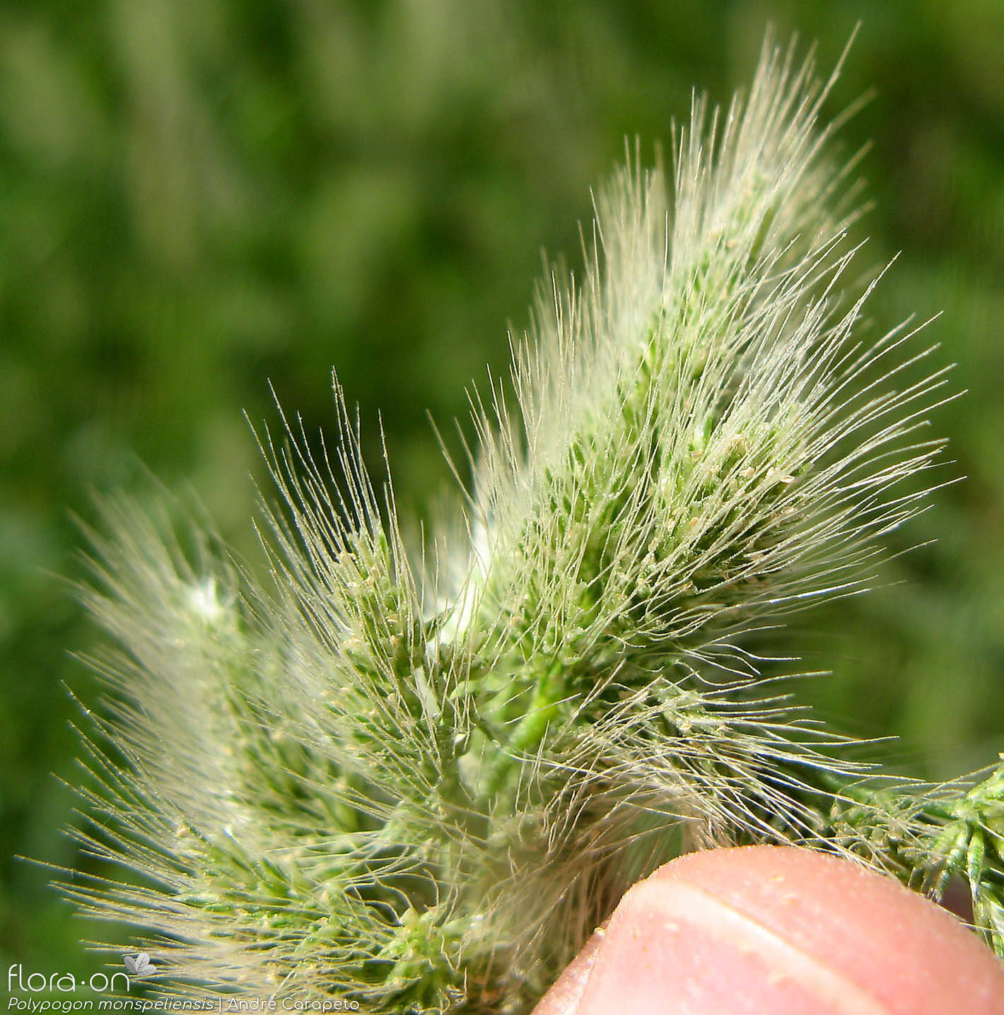 Polypogon monspeliensis - Flor (close-up) | André Carapeto; CC BY-NC 4.0