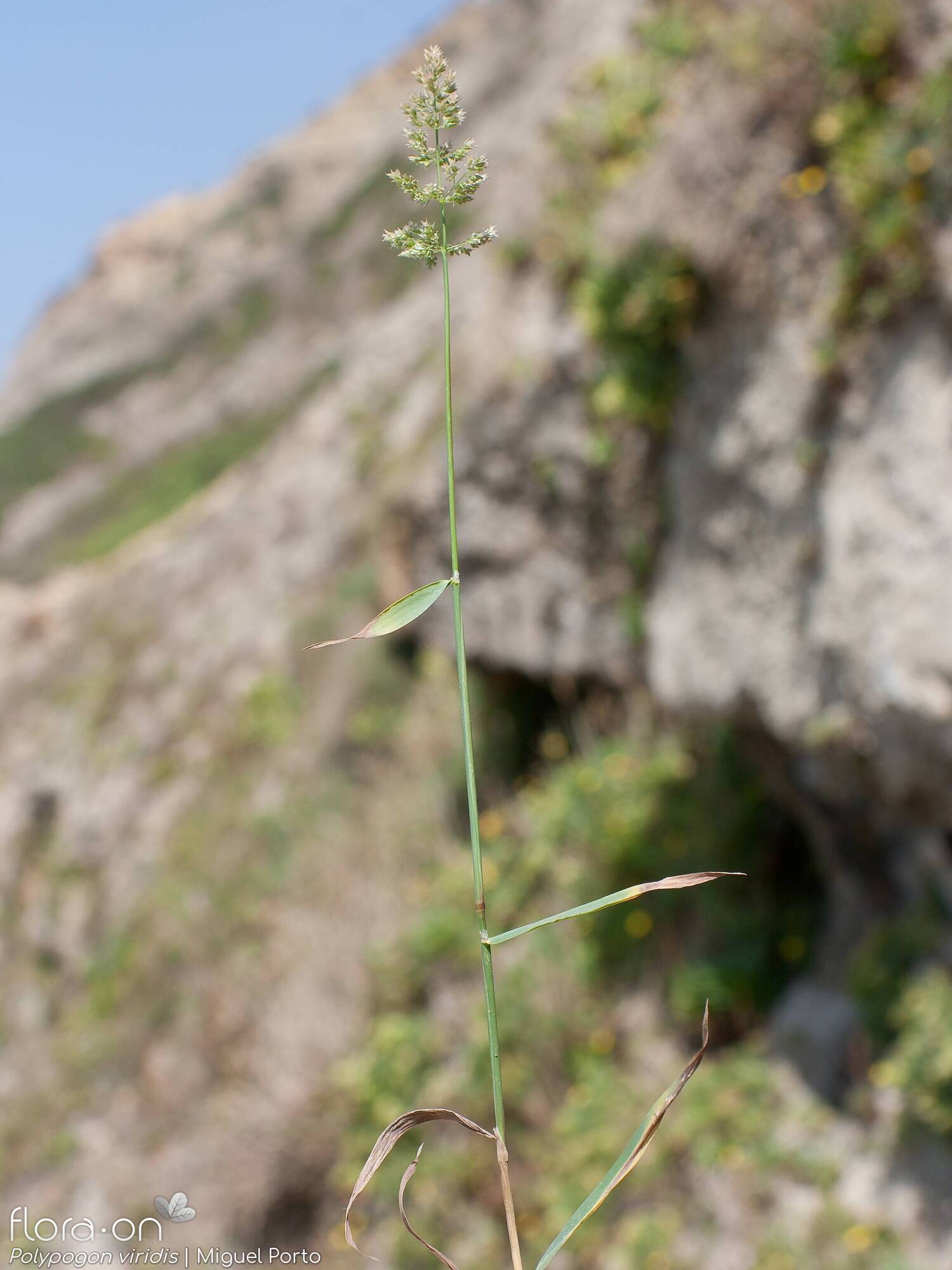 Polypogon viridis - Hábito | Miguel Porto; CC BY-NC 4.0